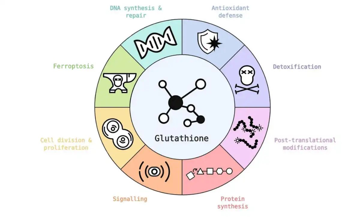 Glutathione Play.jpg